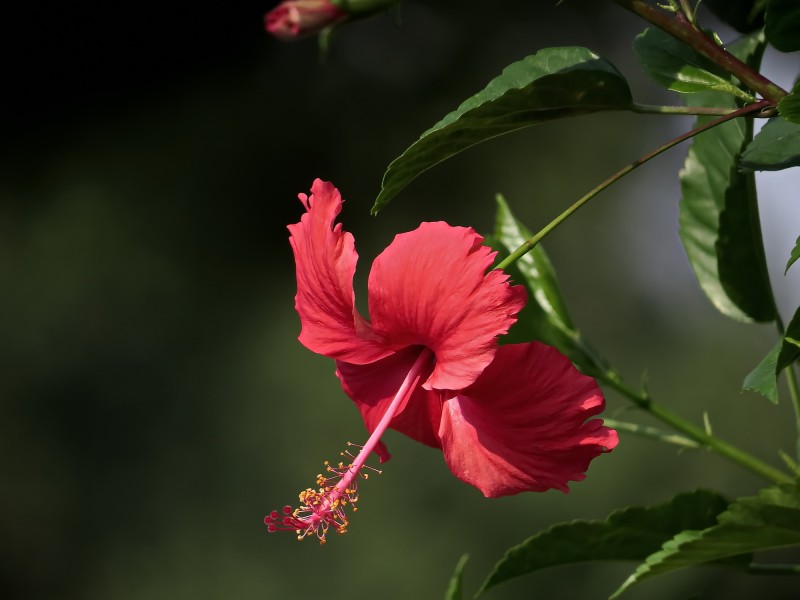 扶桑花高清壁纸