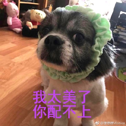 累成狗表情包