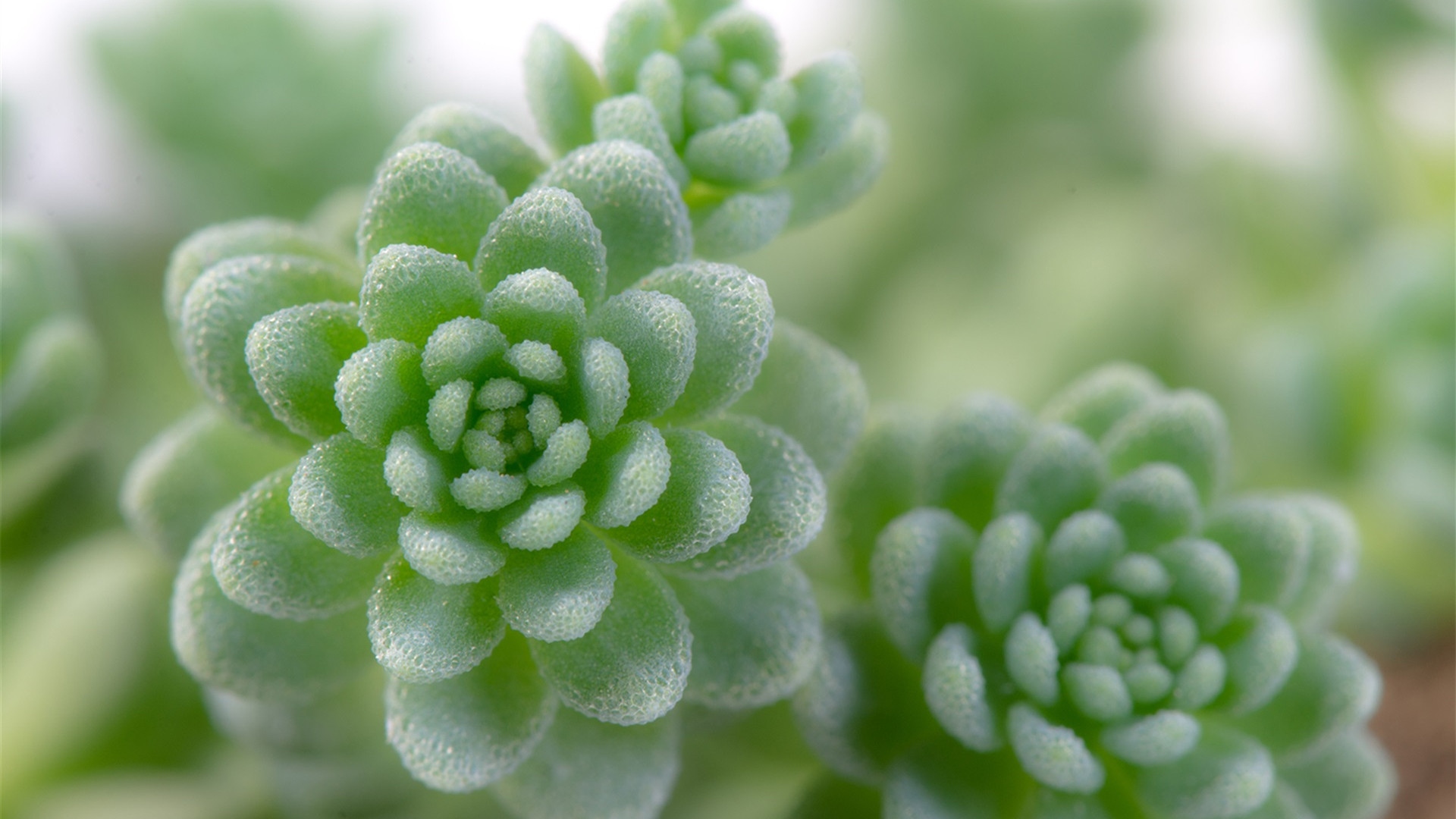 可爱多肉植物高清壁纸截图5